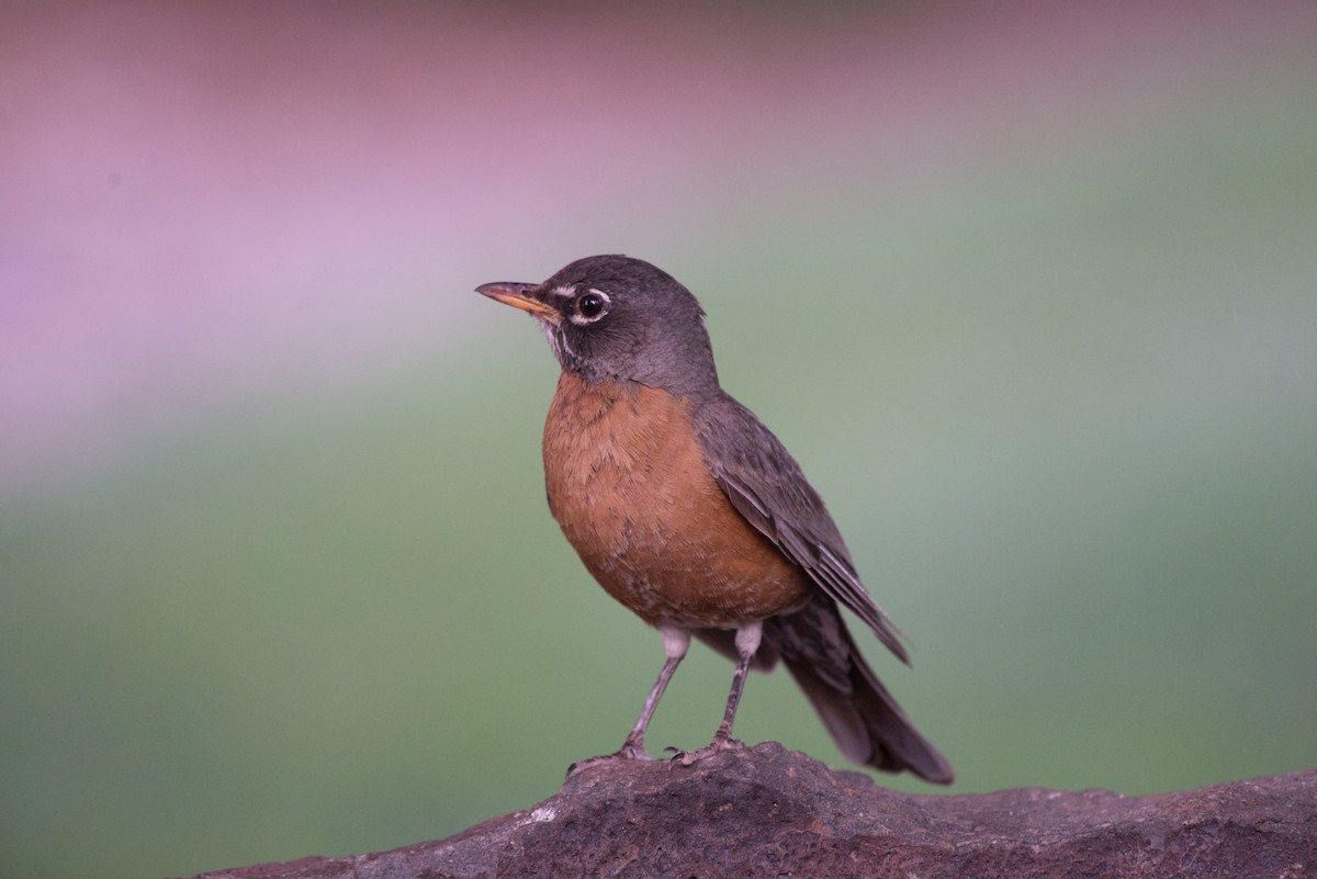 American Robin - ML344514421