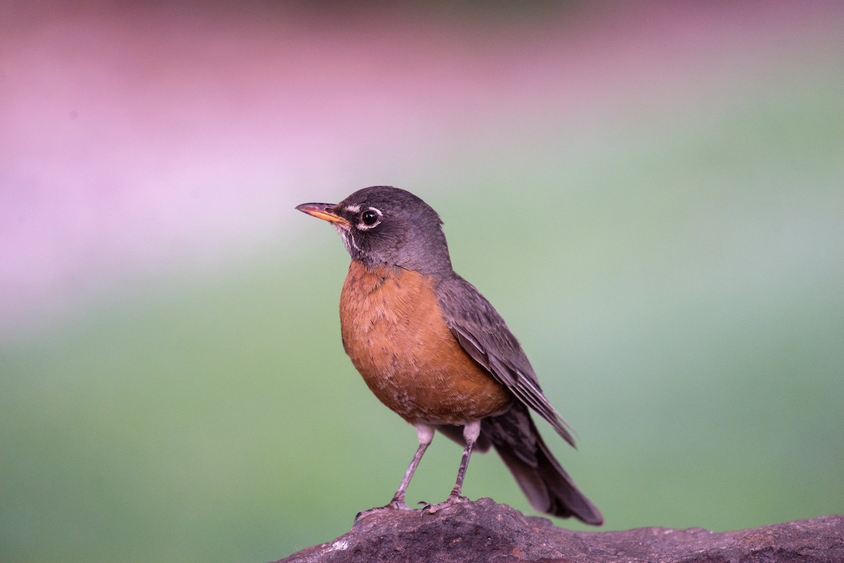 American Robin - ML344514431