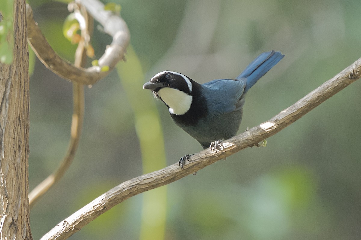 White-throated Jay - ML344514671