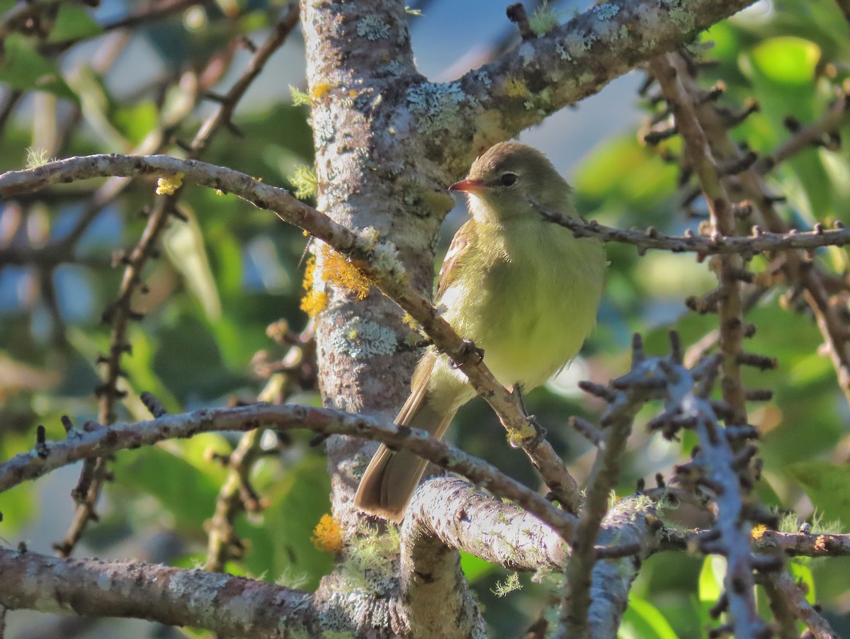 Highland Elaenia - Àlex Giménez