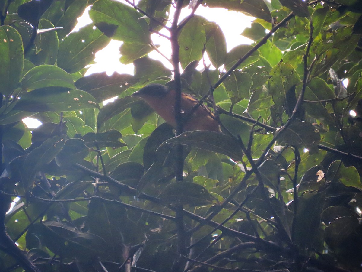 Rufous-crested Tanager - Àlex Giménez