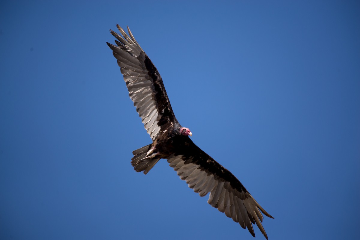 Turkey Vulture - ML344515781
