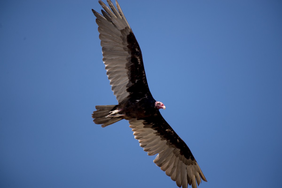 Turkey Vulture - ML344515791