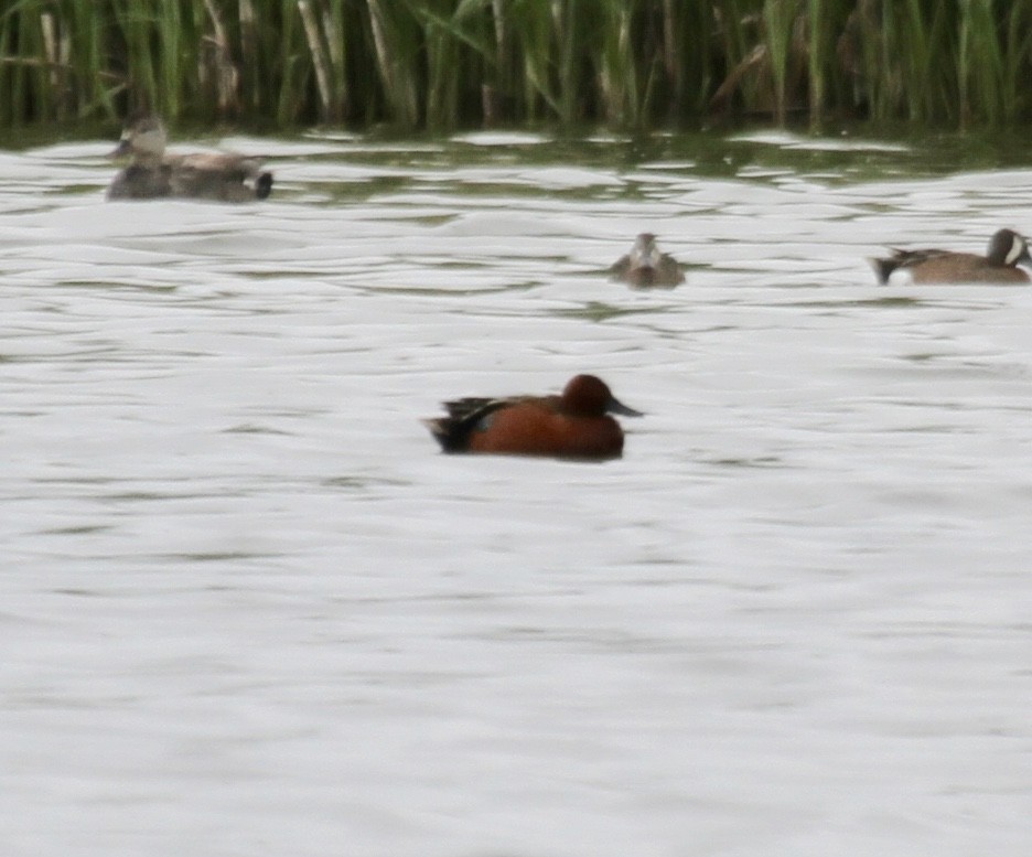 Cinnamon Teal - ML344515931