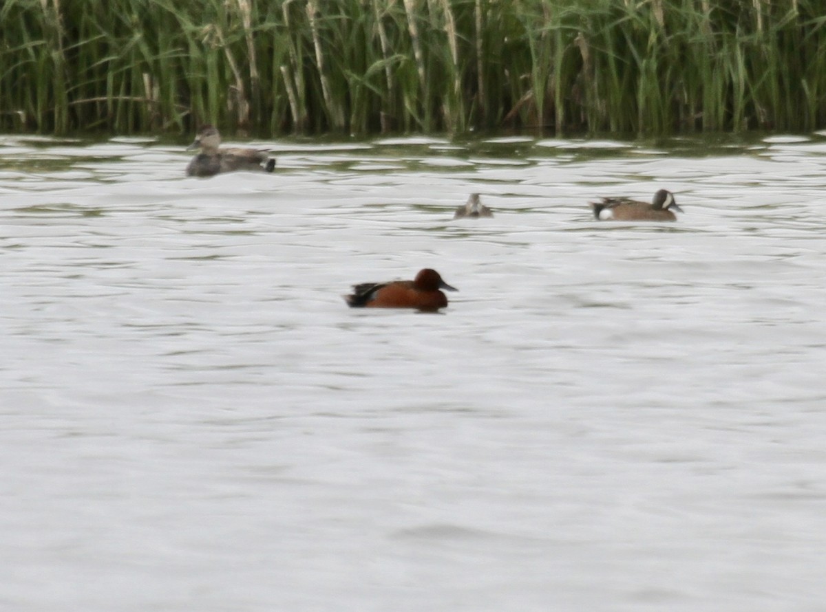 Cinnamon Teal - ML344515941