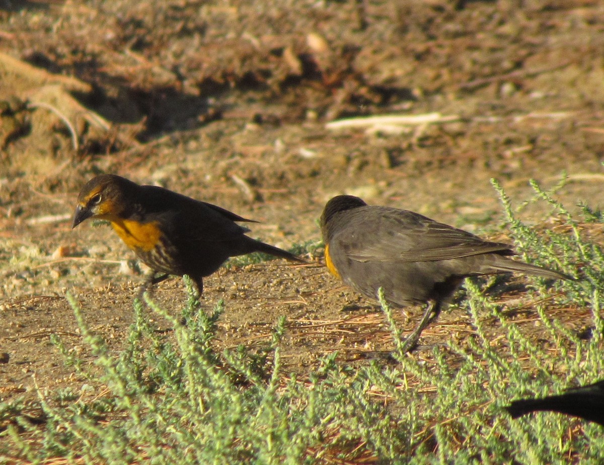 Yellow-headed Blackbird - ML34451601