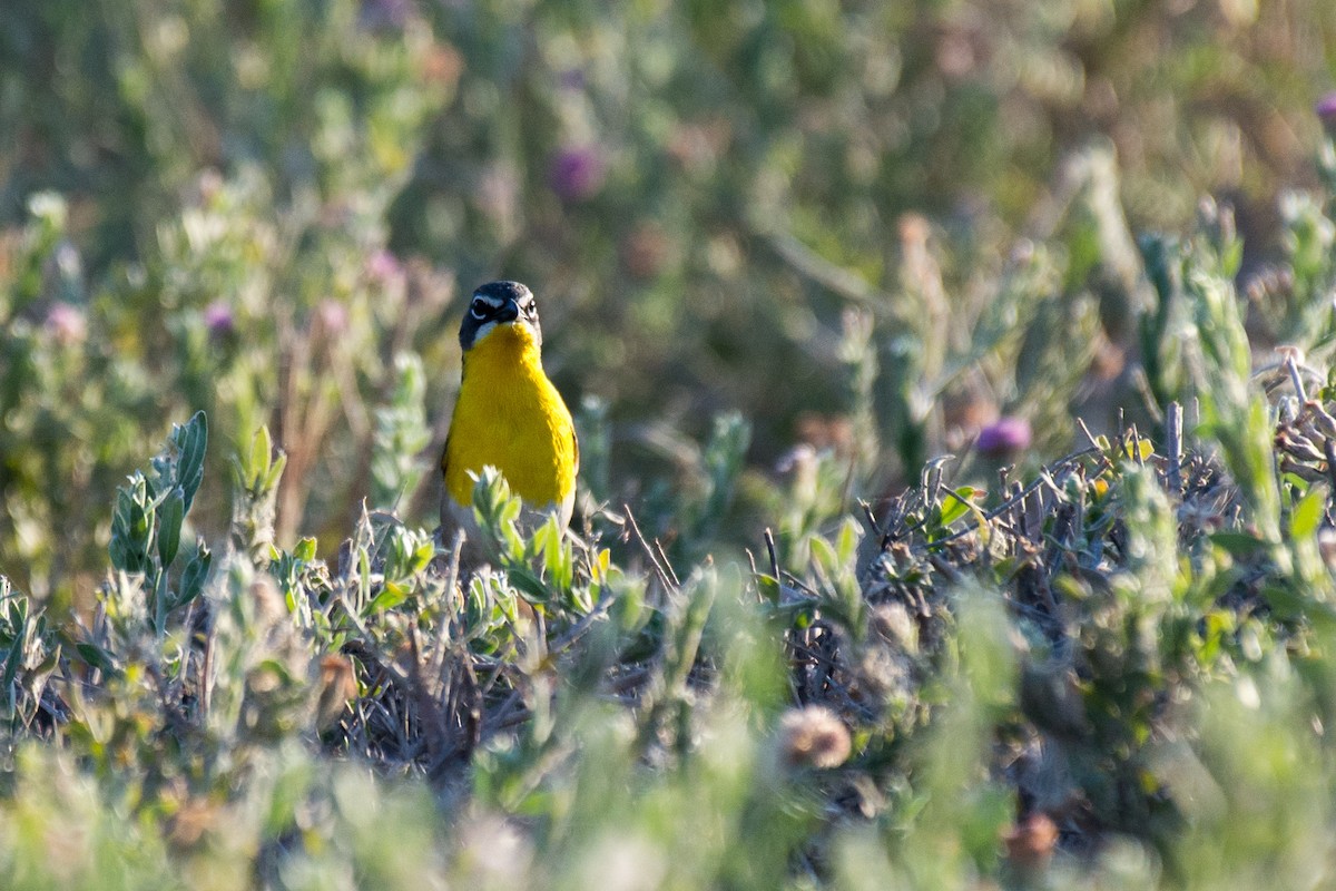 Yellow-breasted Chat - ML344517081