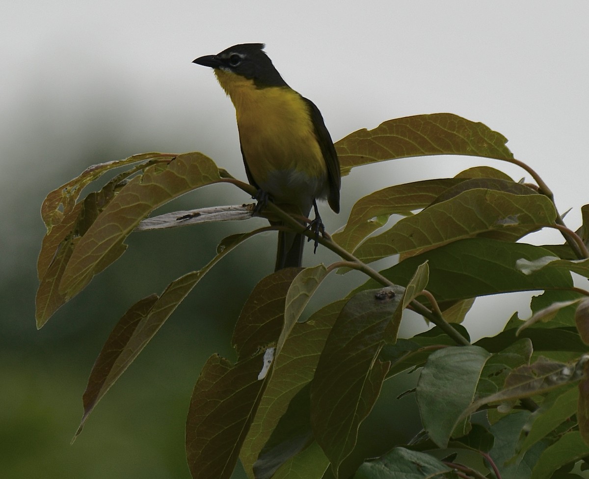 Yellow-breasted Chat - ML344518521