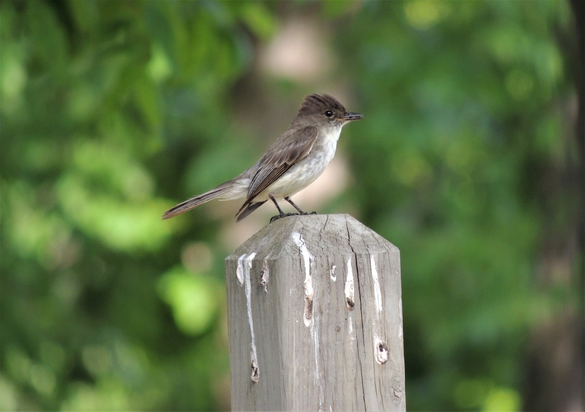 Eastern Phoebe - ML344518651