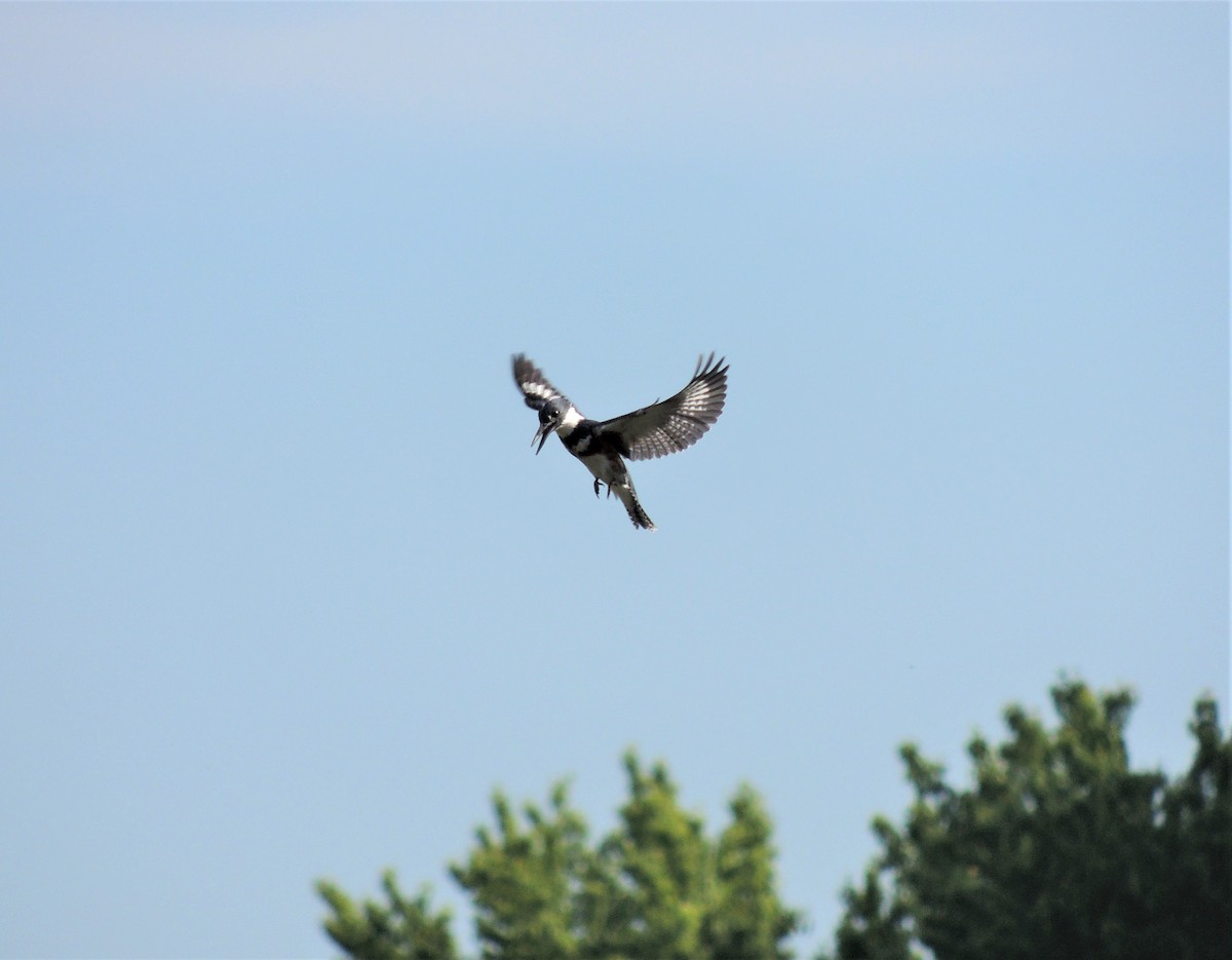Belted Kingfisher - ML344518891