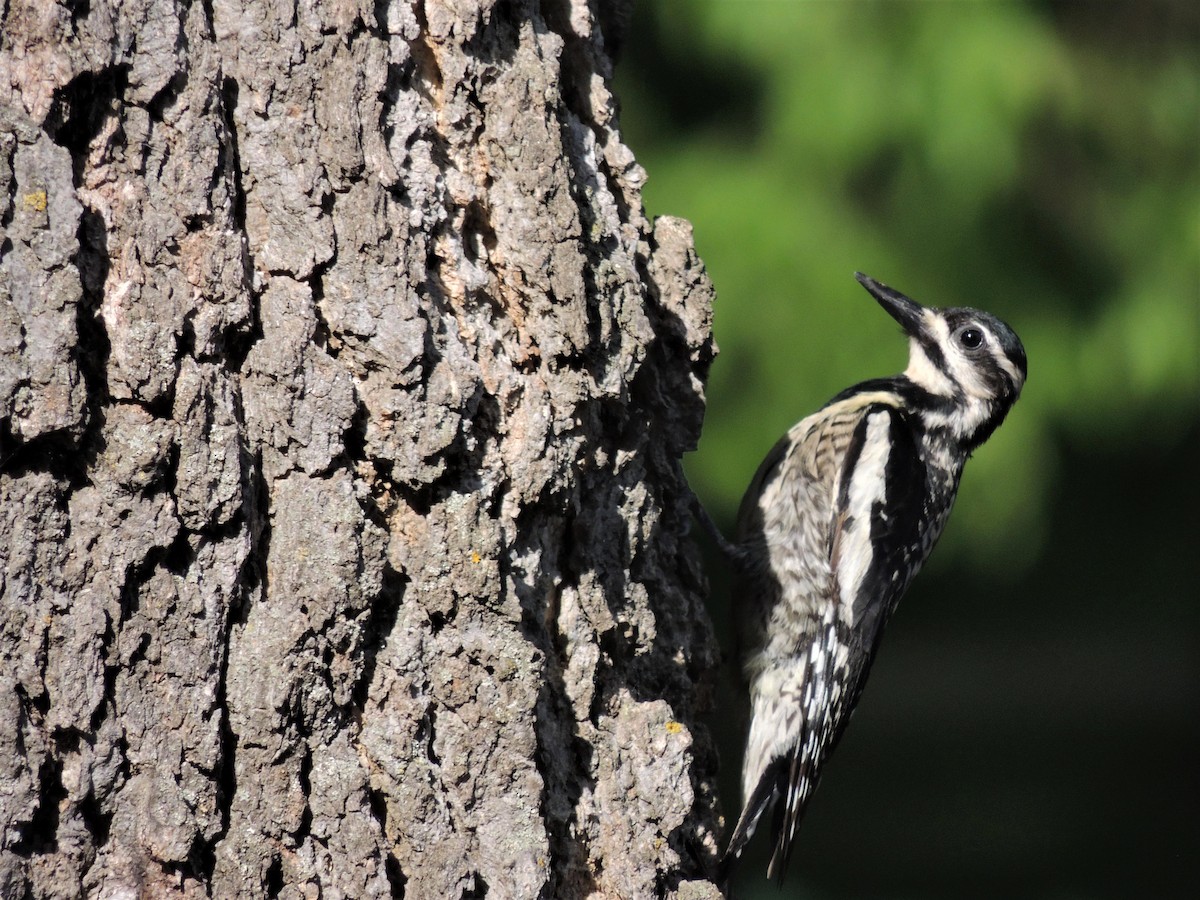 Yellow-bellied Sapsucker - ML344519001