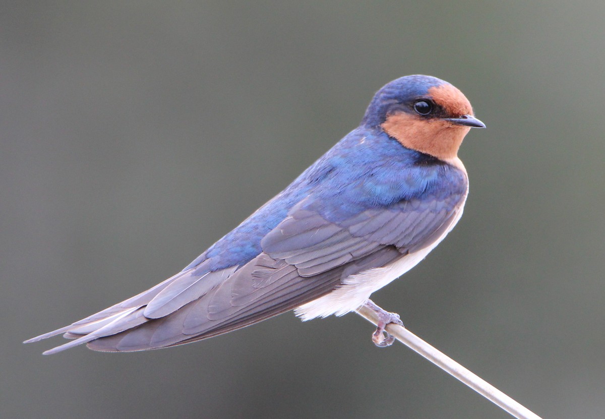 Golondrina Australiana - ML34451911