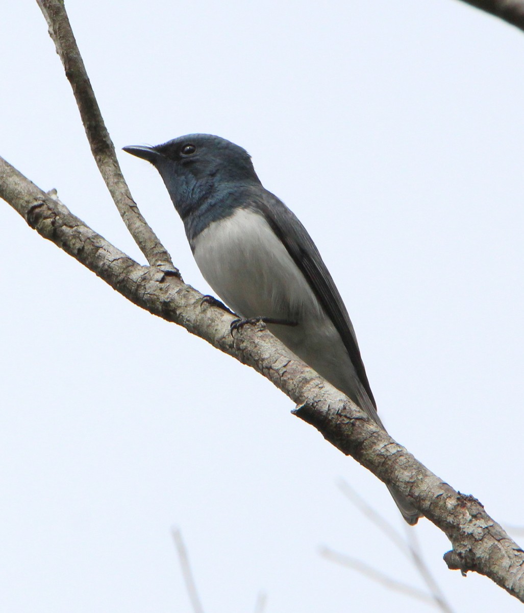 Leaden Flycatcher - ML34451941