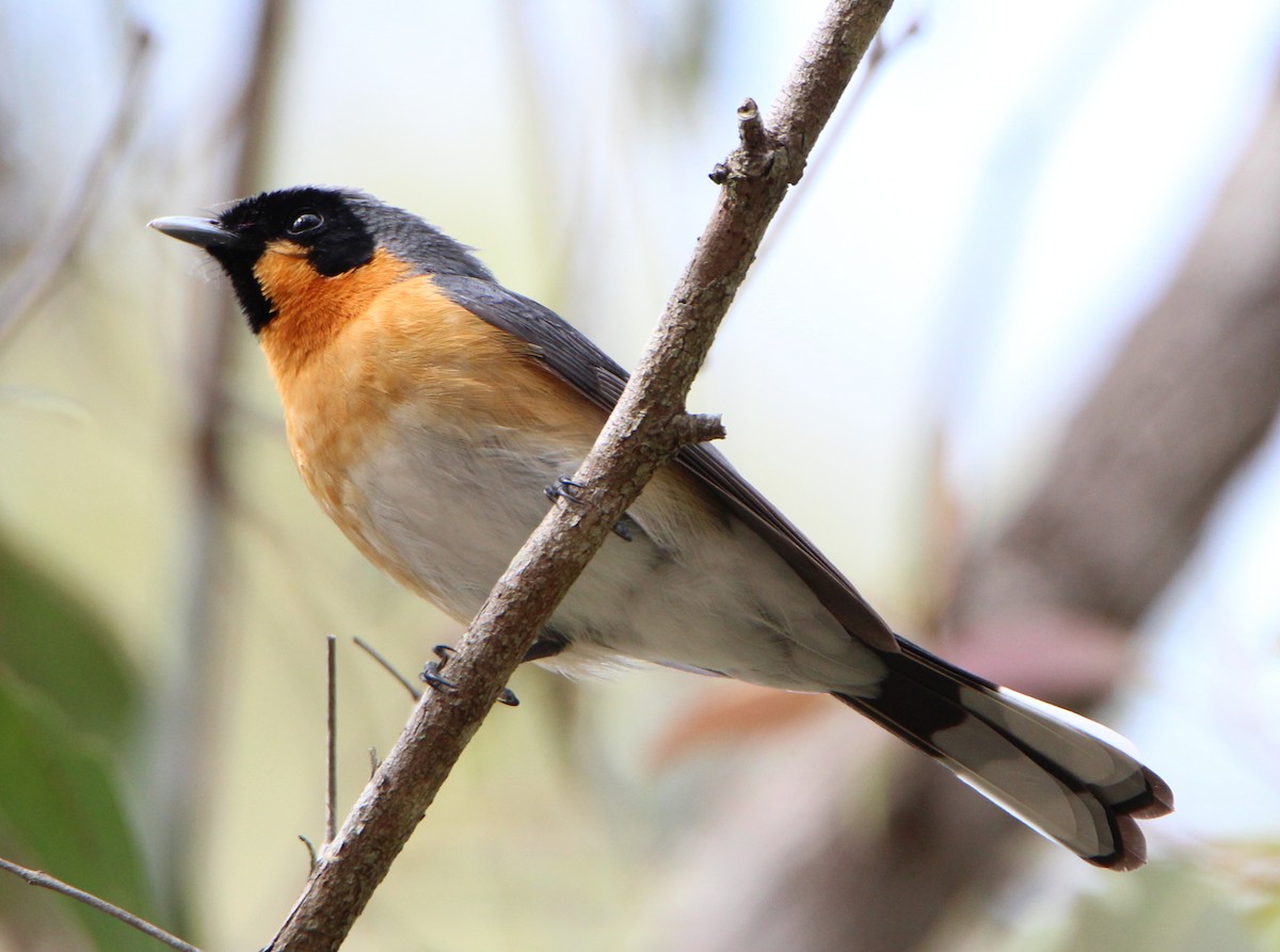 Spectacled Monarch - ML34451991