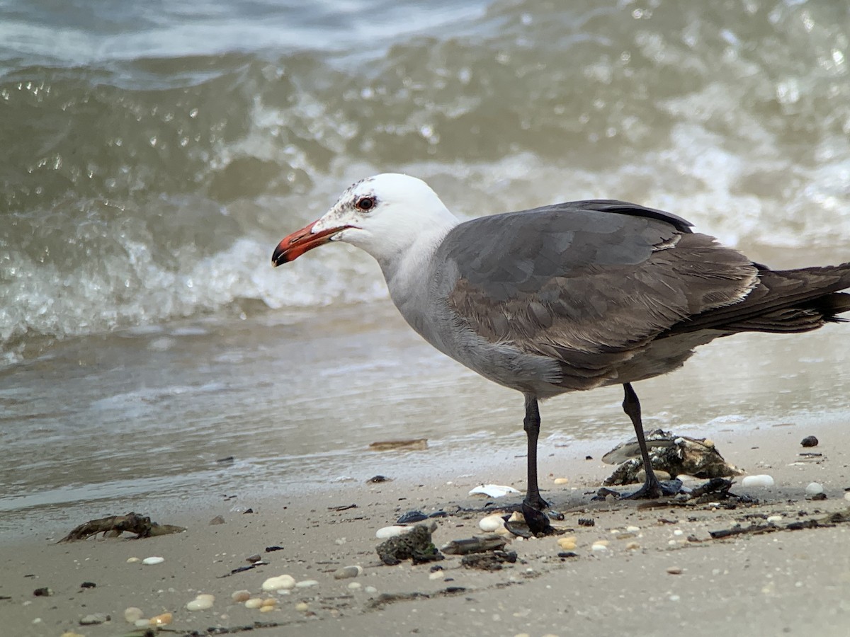 Heermann's Gull - Joseph DiCostanzo