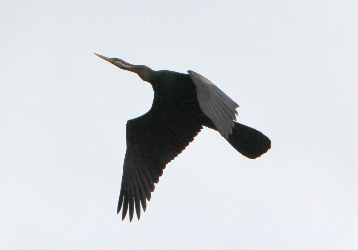 Australasian Darter - ML34452301