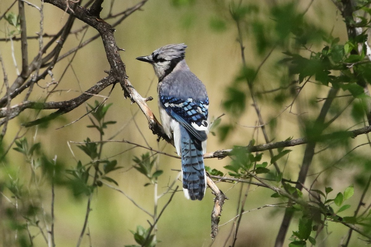 Blue Jay - ML344524281