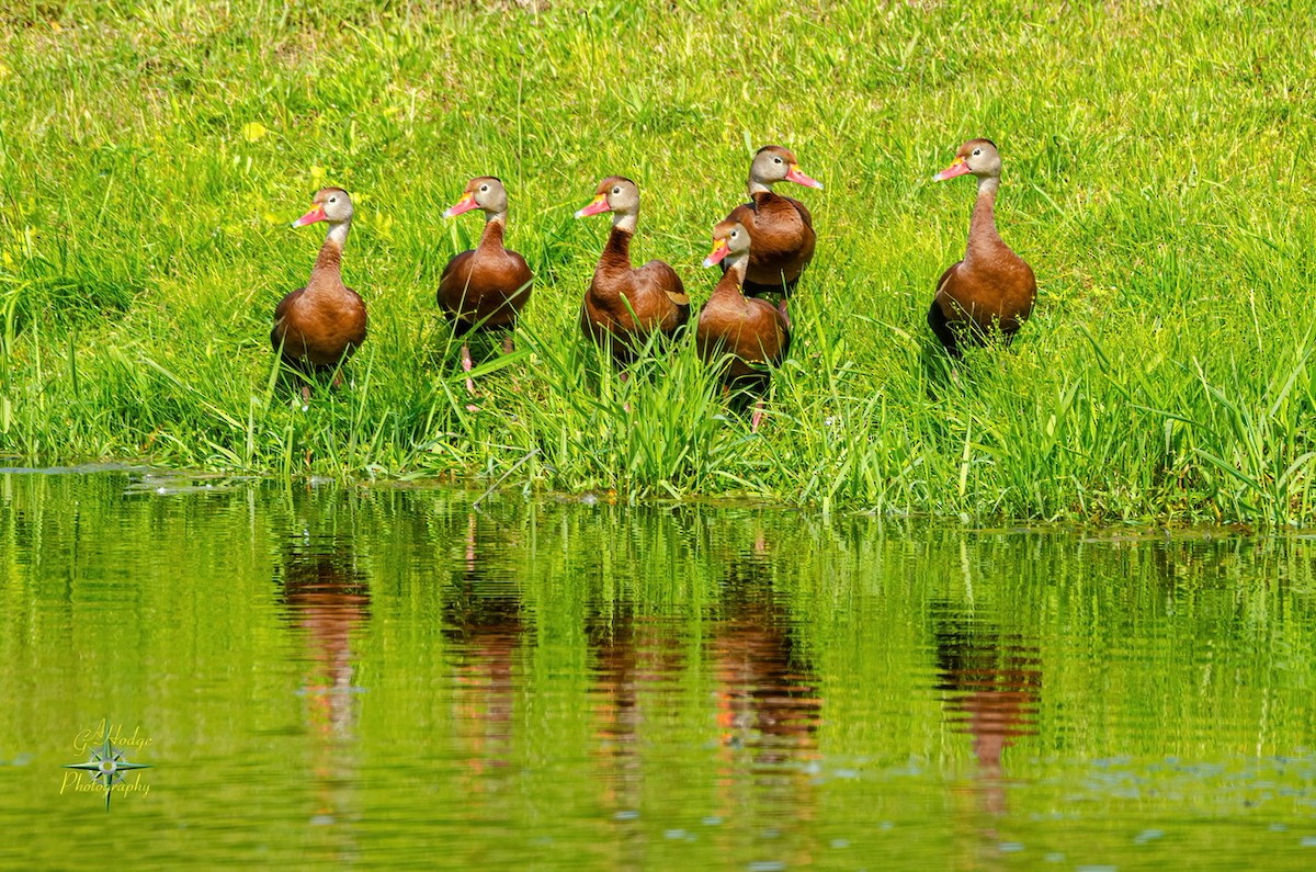 Dendrocygne à ventre noir - ML344525431