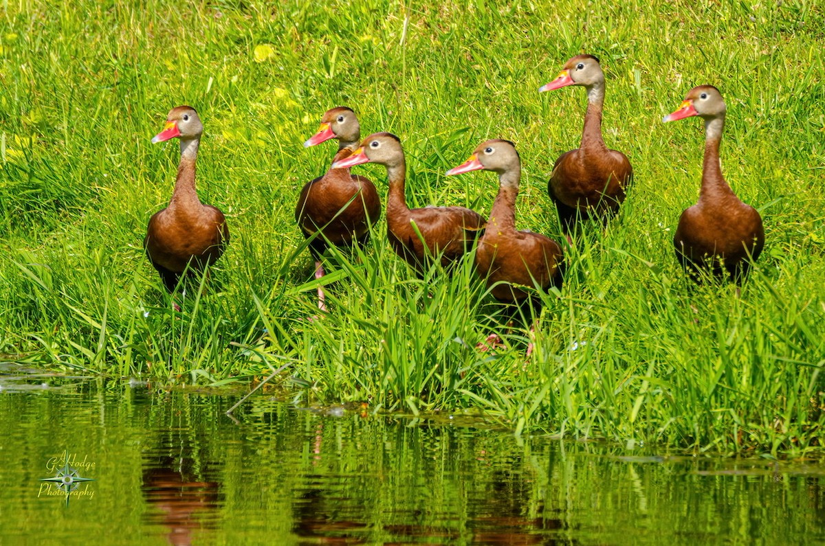 Black-bellied Whistling-Duck - ML344525451