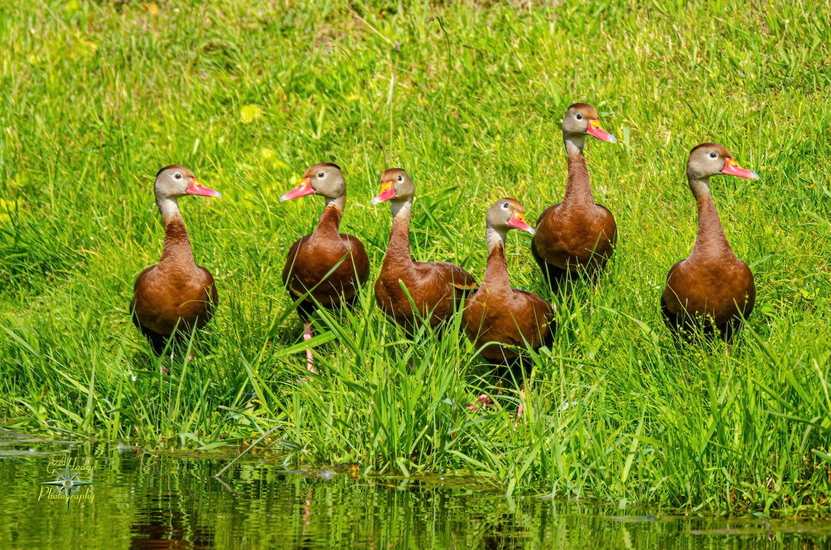 アカハシリュウキュウガモ - ML344525471