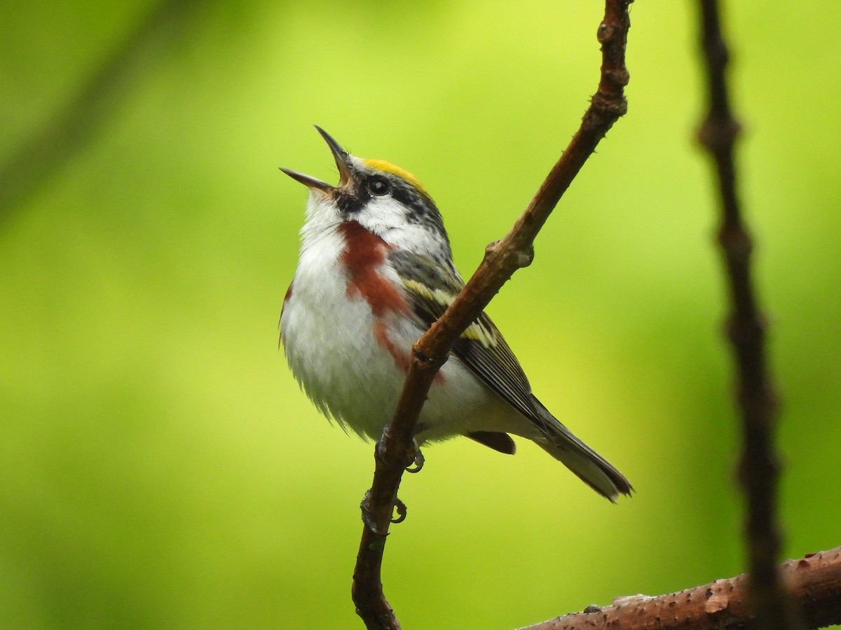 Chestnut-sided Warbler - ML344526071