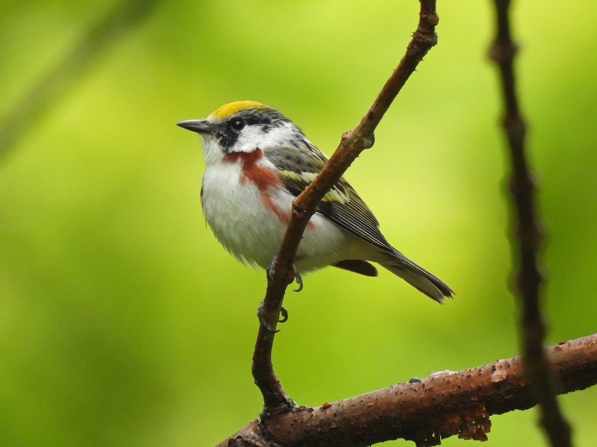 Chestnut-sided Warbler - ML344526171