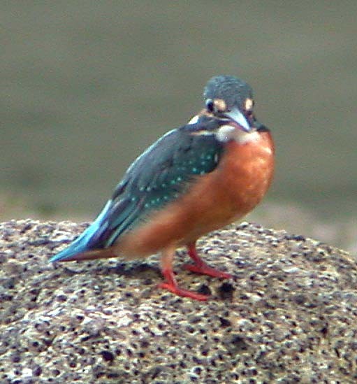 Common Kingfisher - ML34452641