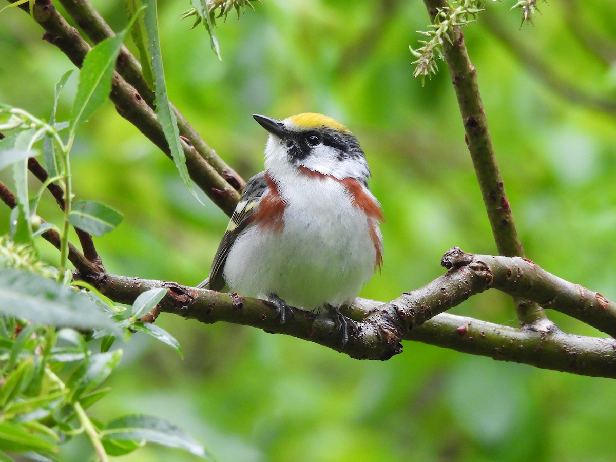 Chestnut-sided Warbler - ML344526431