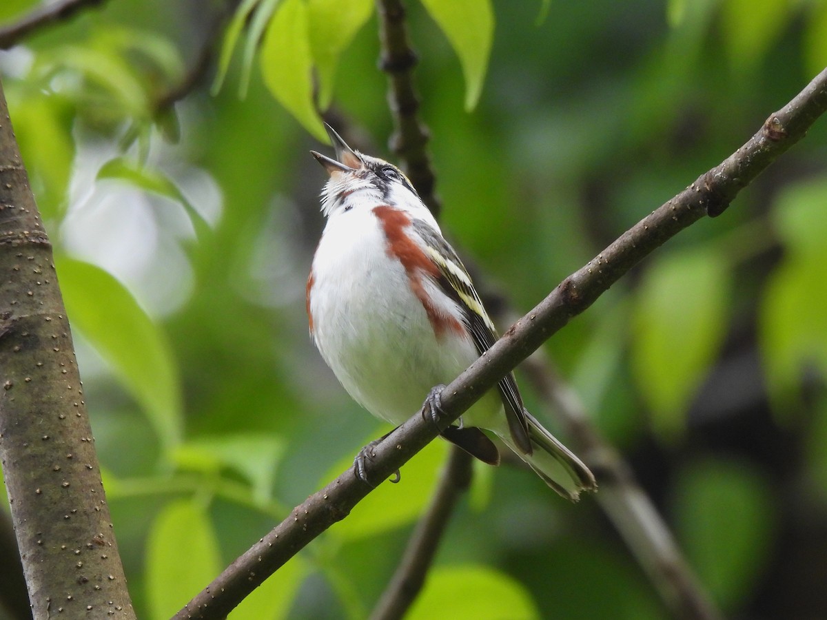 Chestnut-sided Warbler - ML344526501