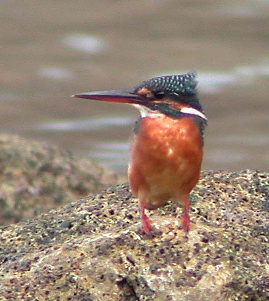 Common Kingfisher - ML34452651