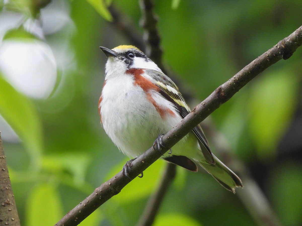 Chestnut-sided Warbler - ML344526511
