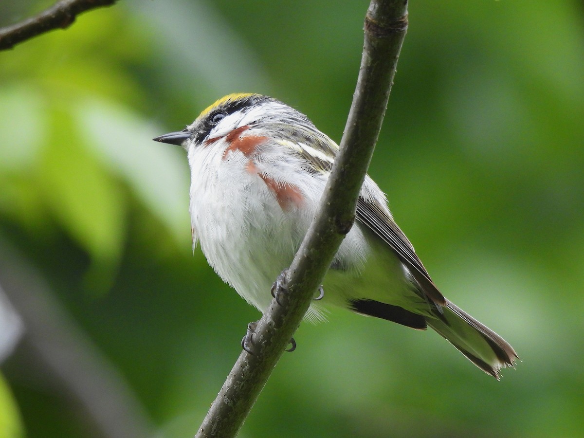 Chestnut-sided Warbler - ML344526571