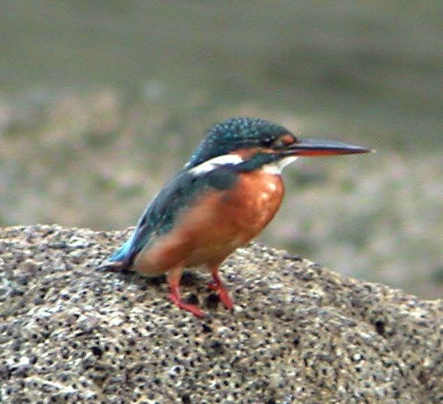 Common Kingfisher - ML34452661