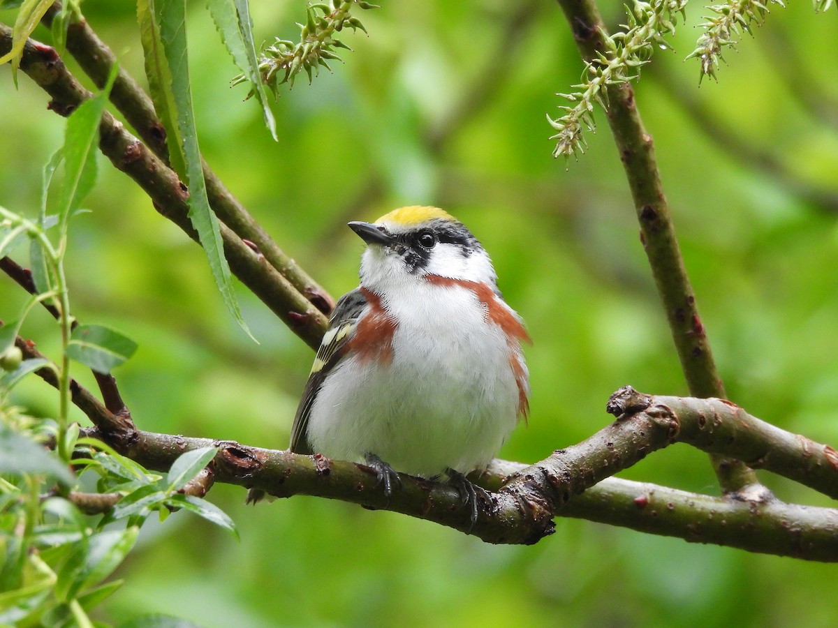 Chestnut-sided Warbler - ML344526701
