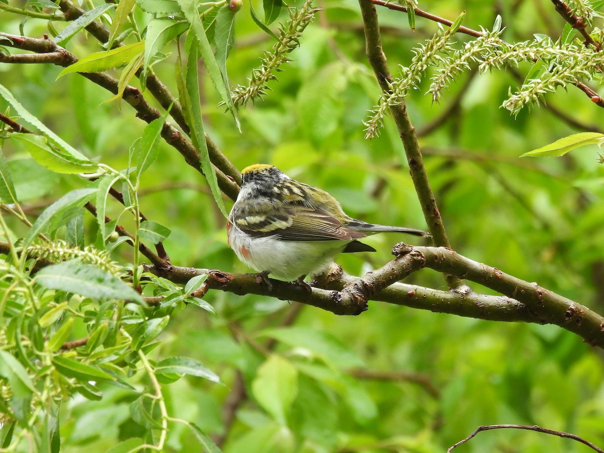 Chestnut-sided Warbler - ML344526791