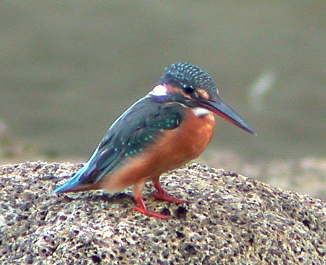 Common Kingfisher - ML34452681