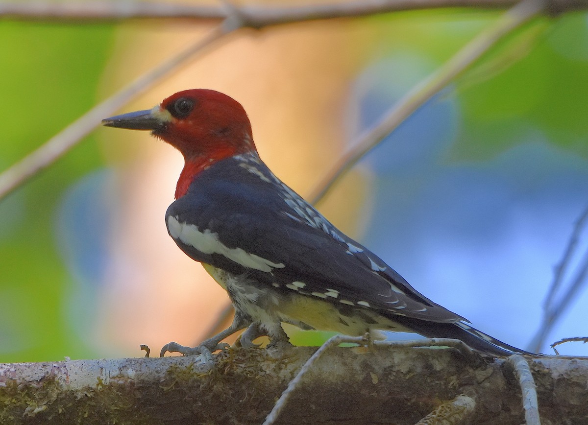 Red-breasted Sapsucker - ML344527331