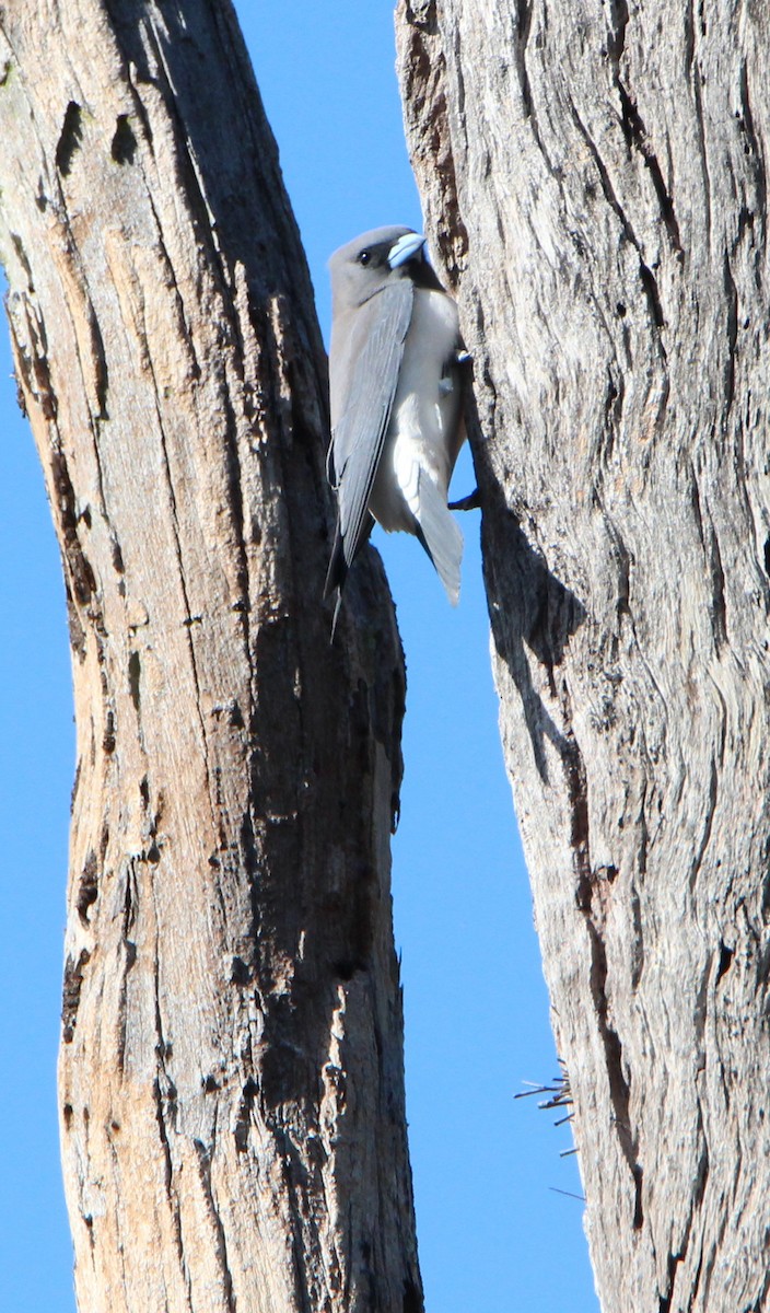 White-breasted Woodswallow - ML34452741