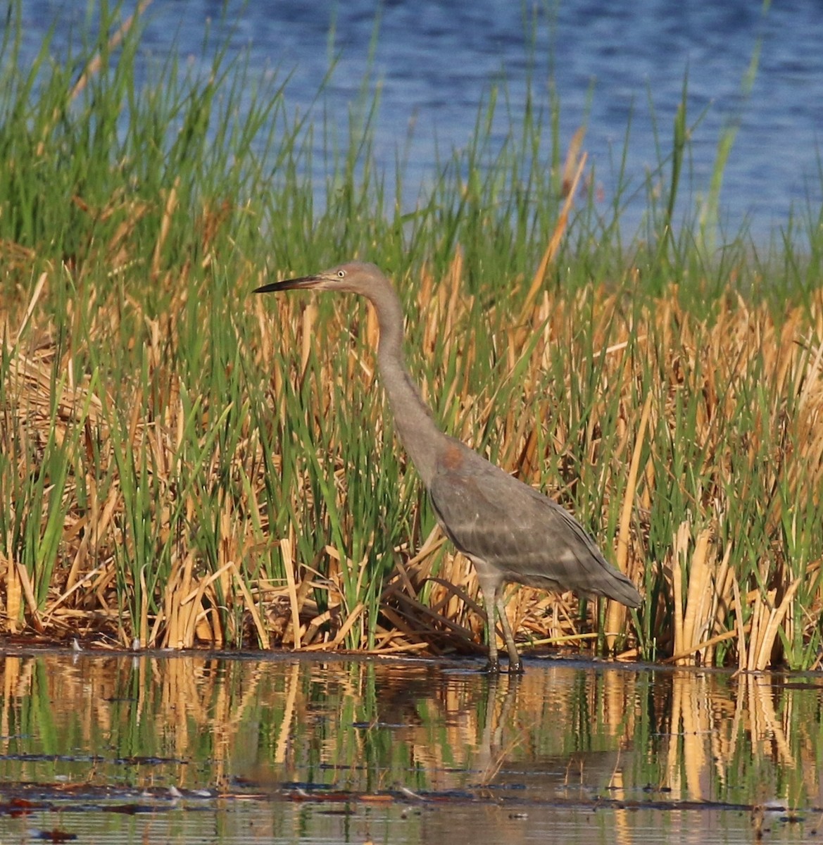 Reddish Egret - ML34453031