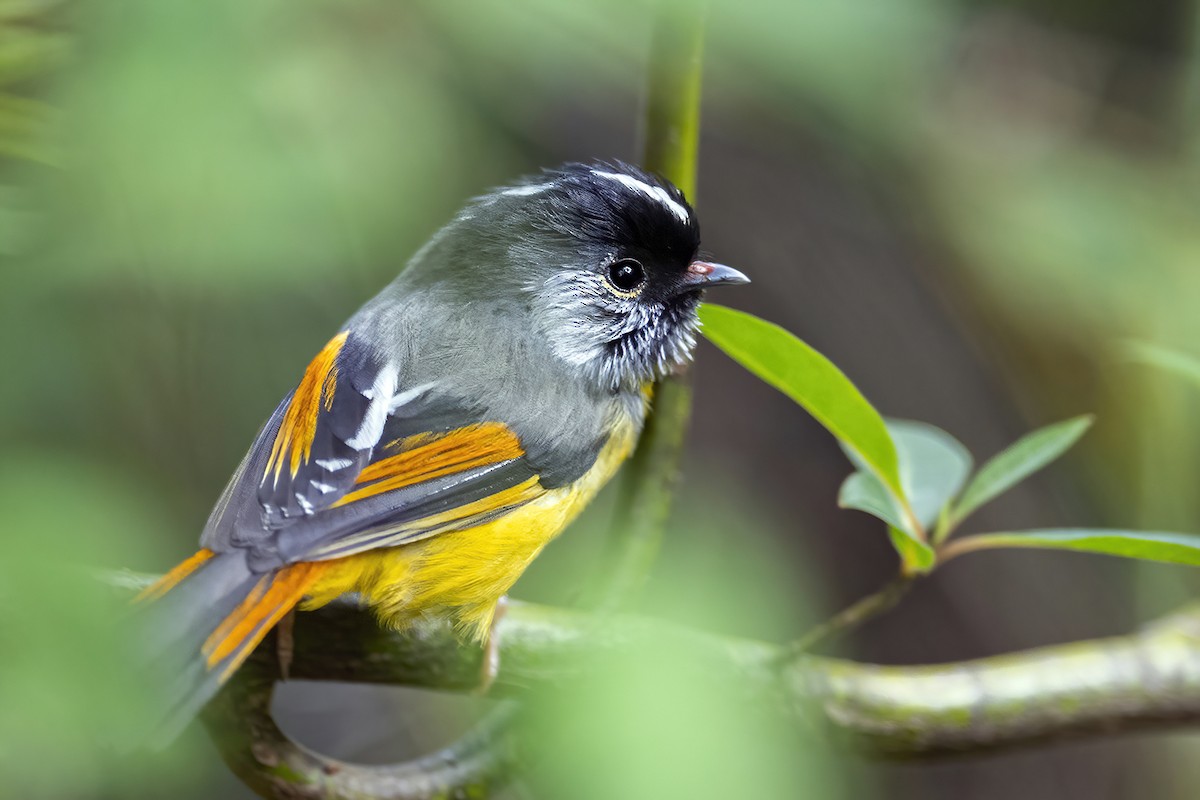 Golden-breasted Fulvetta - ML344530991