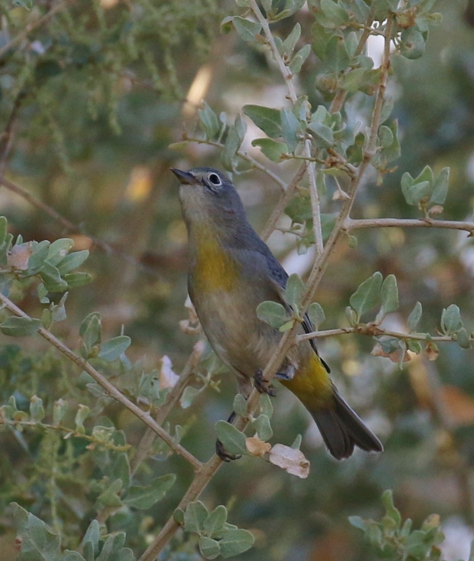 Virginia's Warbler - ML34453101