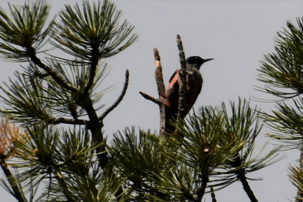 Lewis's Woodpecker - ML344533181
