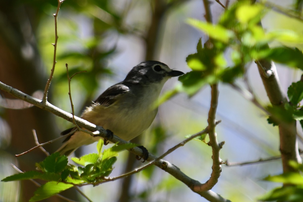 Plumbeous Vireo - ML344533251