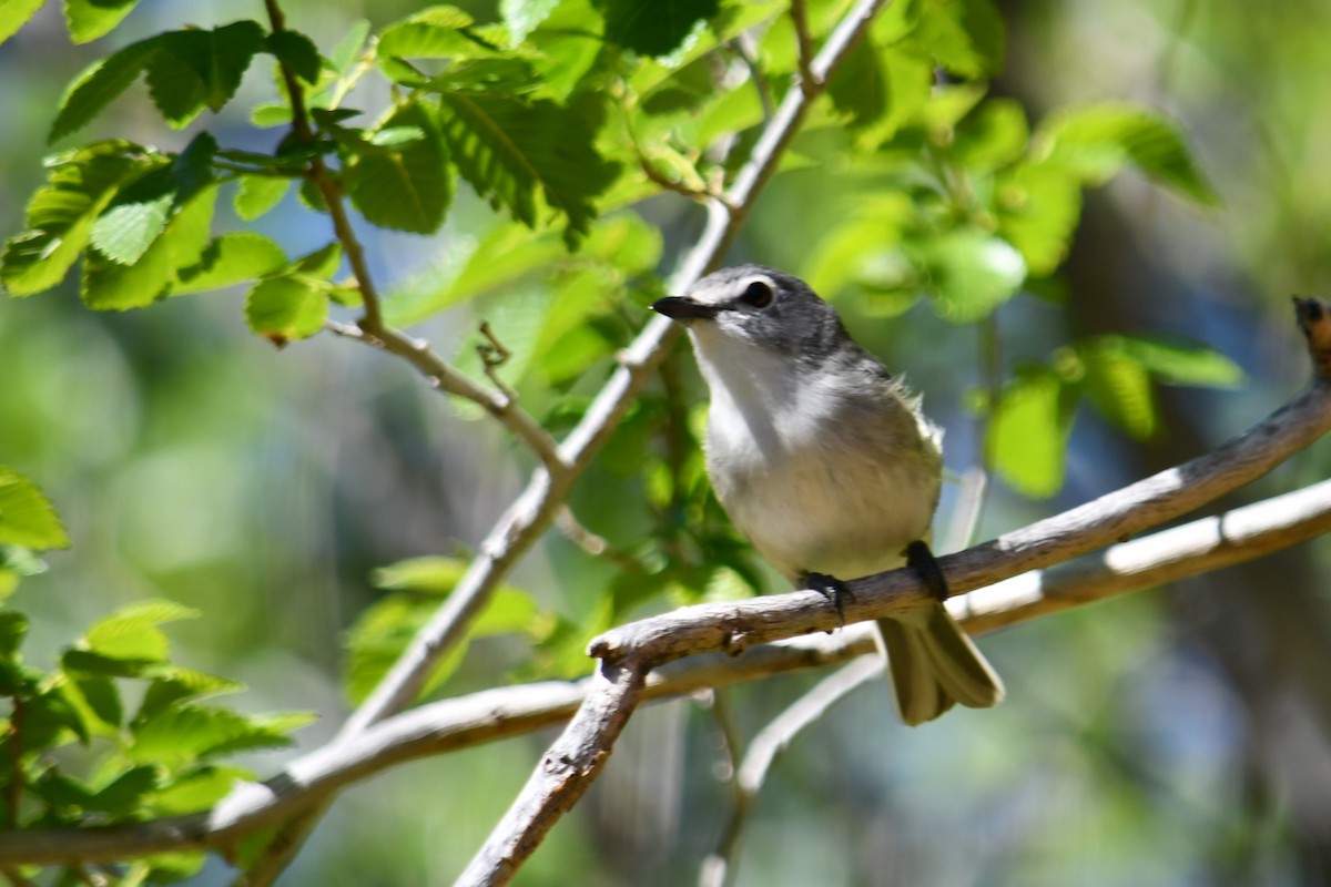 Plumbeous Vireo - ML344533271