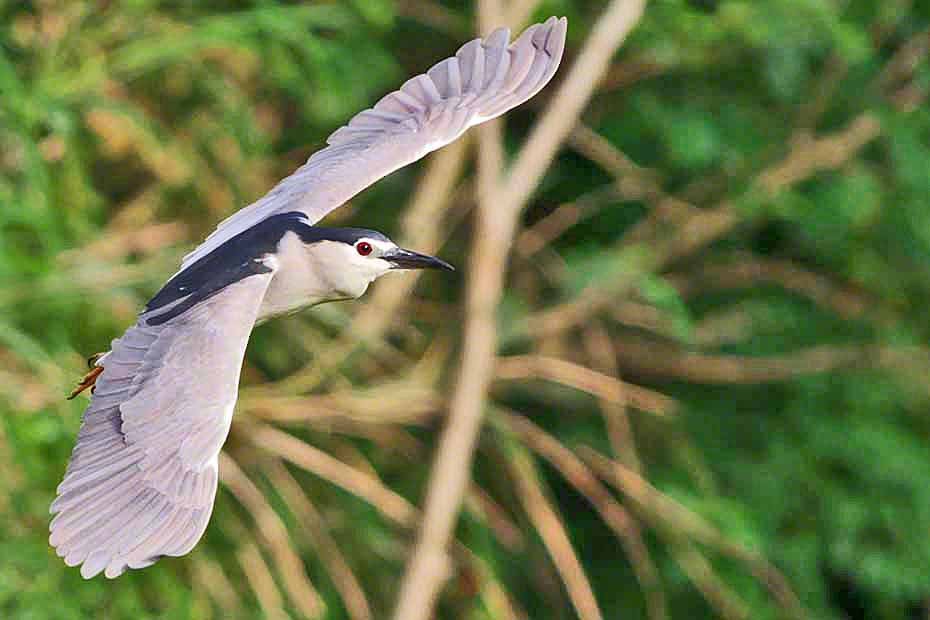 Black-crowned Night Heron - ML344533281