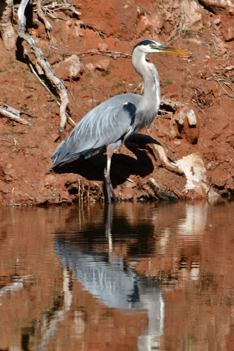 Great Blue Heron - ML344533941