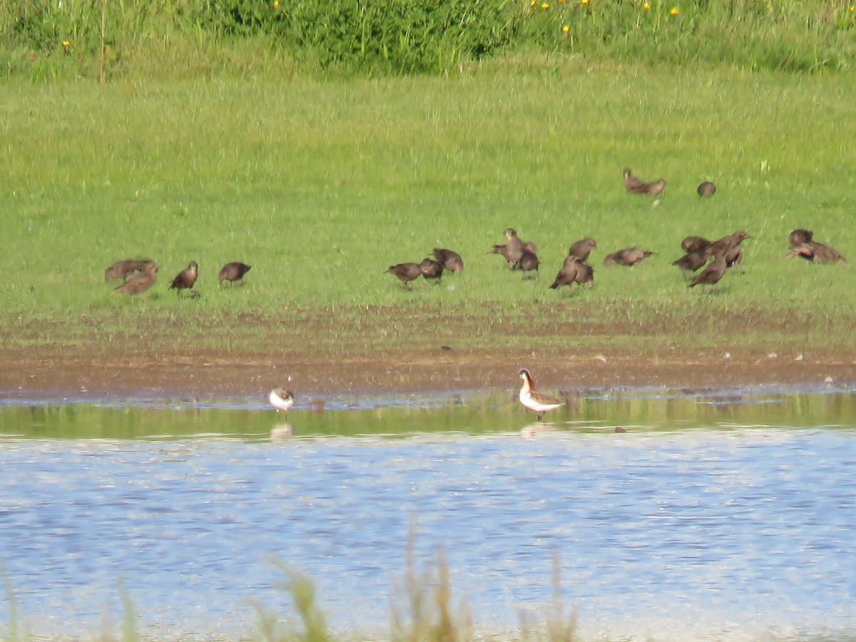 hvithalesvømmesnipe - ML344536891