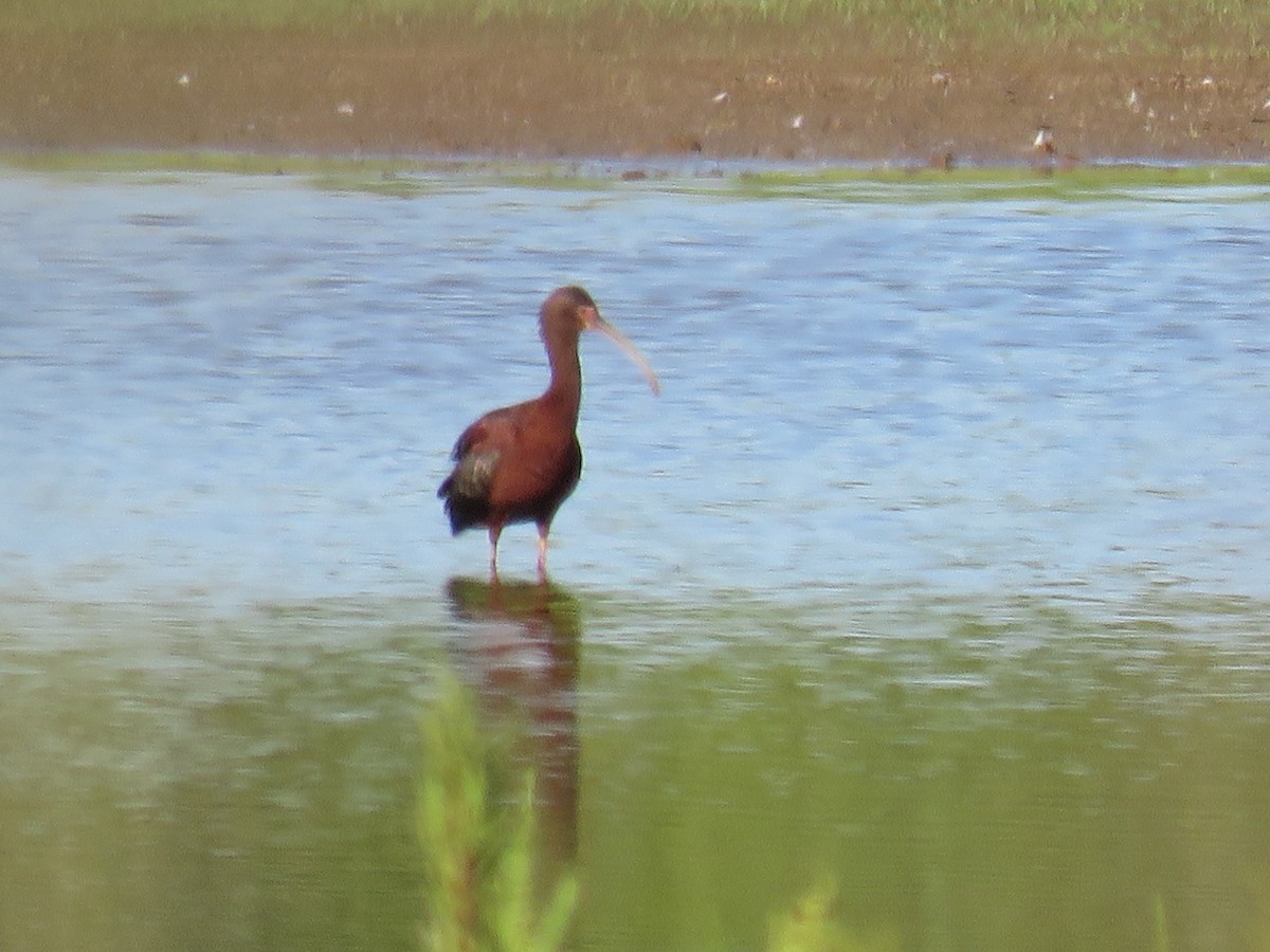 White-faced Ibis - ML344536931