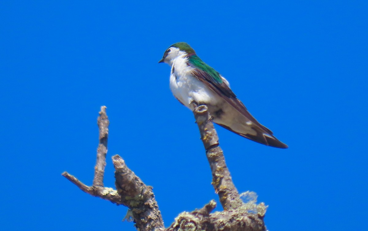 talassinsvale - ML344537191