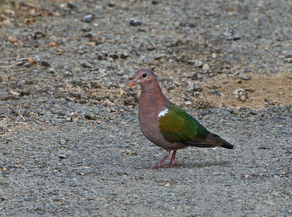 Pacific Emerald Dove - ML344538831